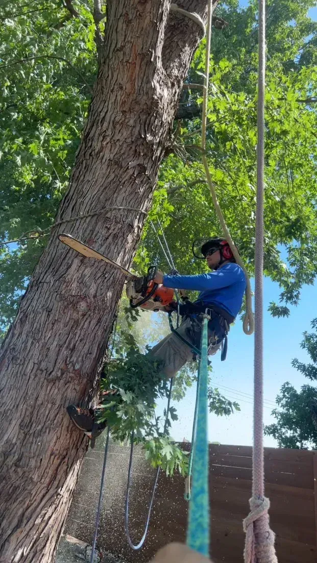 Tree worker in blue gear using a chainsaw while suspended by ropes on a large trunk
