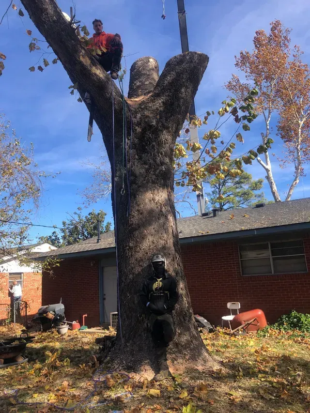 Worker trimming a large tree beside a brick house on a sunny day
