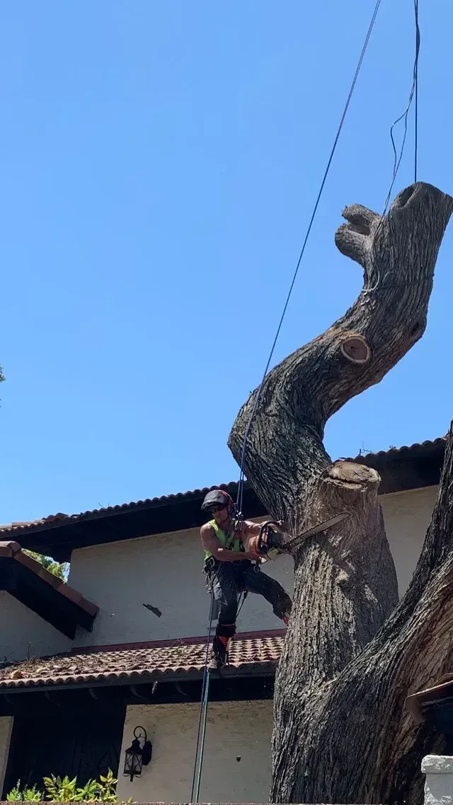 Worker climbing a tall tree beside a building under a clear blue sky