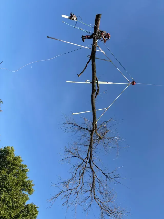 Damaged utility pole with broken branches against a clear blue sky