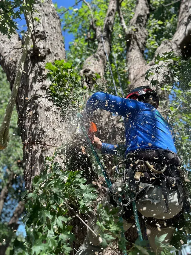 Person in blue jacket using a chainsaw to cut tree branches, with wood chips flying in a forest.