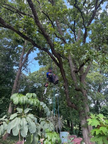 Person in a safety harness pruning a tall tree in a leafy garden.