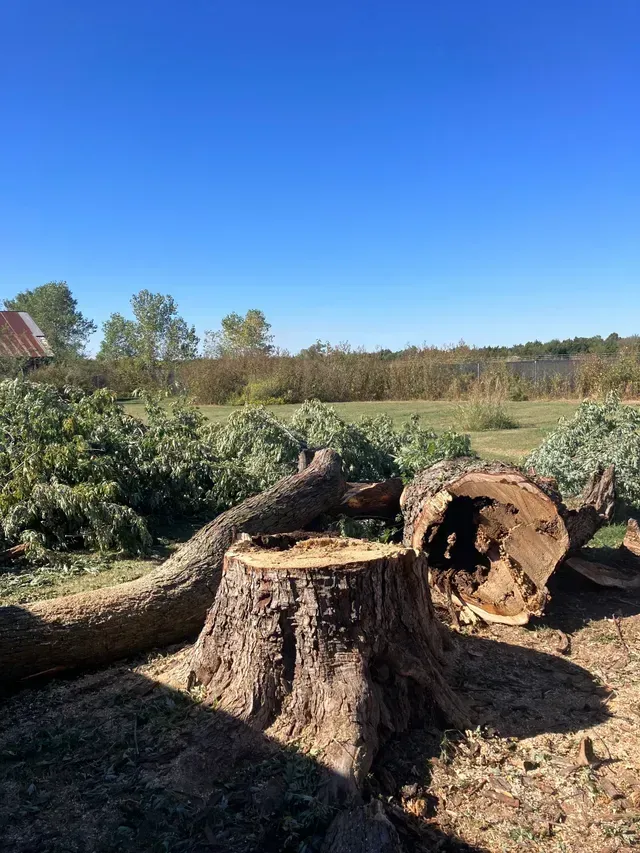 A felled tree trunk and stump in a sunny field under a clear blue sky.