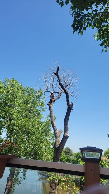 Leafless tree against a clear blue sky above a wooden fence and green foliage