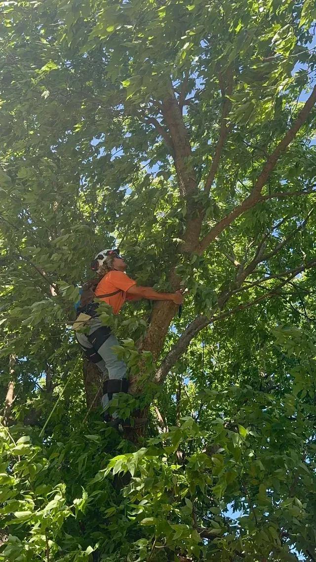 Arborist in orange gear climbing a leafy tree with safety ropes