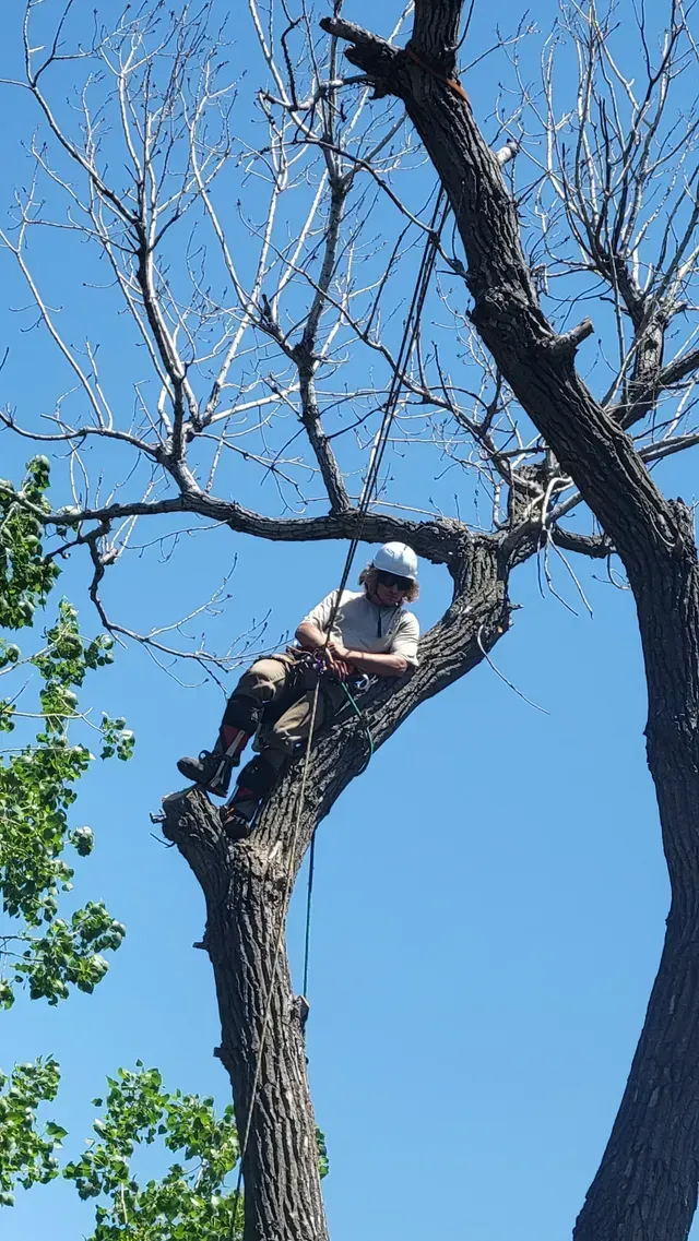 Person perched in a leafless tree against a bright blue sky