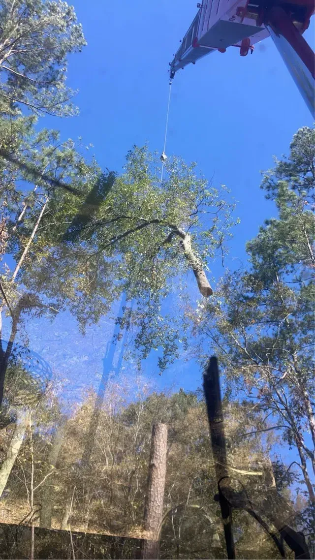 Looking up at tall trees against a bright blue sky, with a zipline or rope overhead