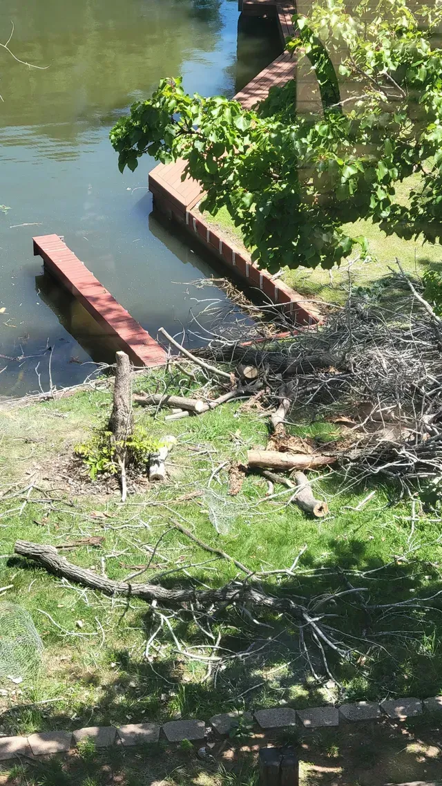 Overgrown riverbank with brick steps leading into green water and fallen branches on the shore