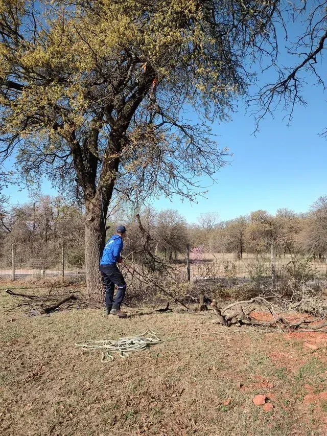 Person in a blue jacket stands under a tree in a dry field, gathering fallen branches.