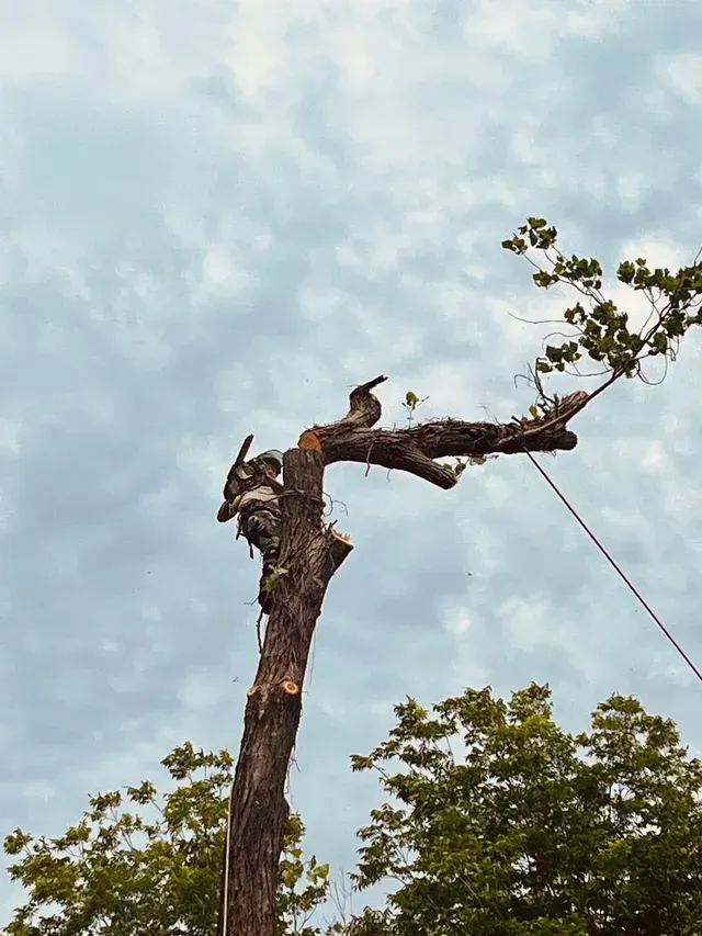 Person trimming a tree branch against a cloudy sky