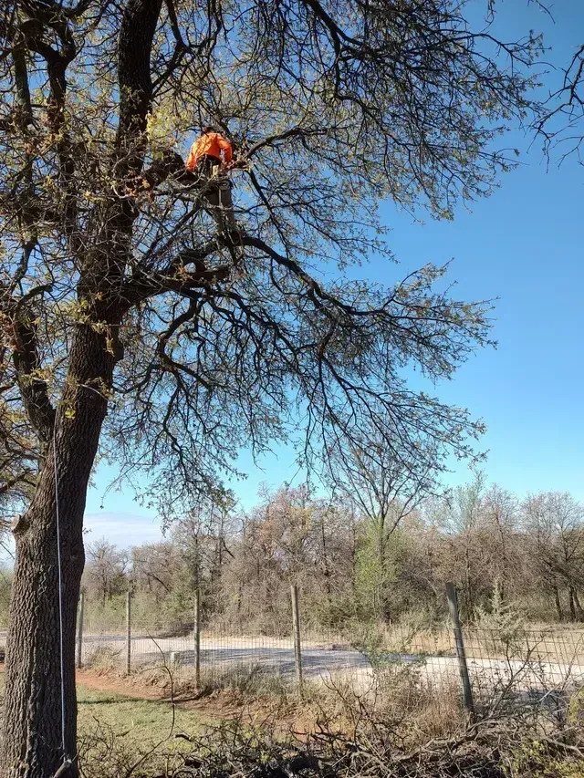 Person in an orange jacket high in a leafless tree beside a fenced field under a clear blue sky