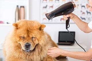 Canine hairdresser - Dog Grooming in Mesa, AZ