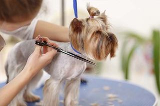 Yorkshire terrier in the process of grooming - Dog Grooming in Mesa, AZ