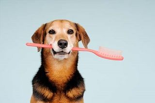 Teeth Brushing - Dog Grooming in Mesa, AZ