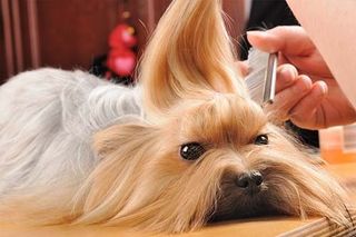 Brush Out - Dog Grooming in Mesa, AZ