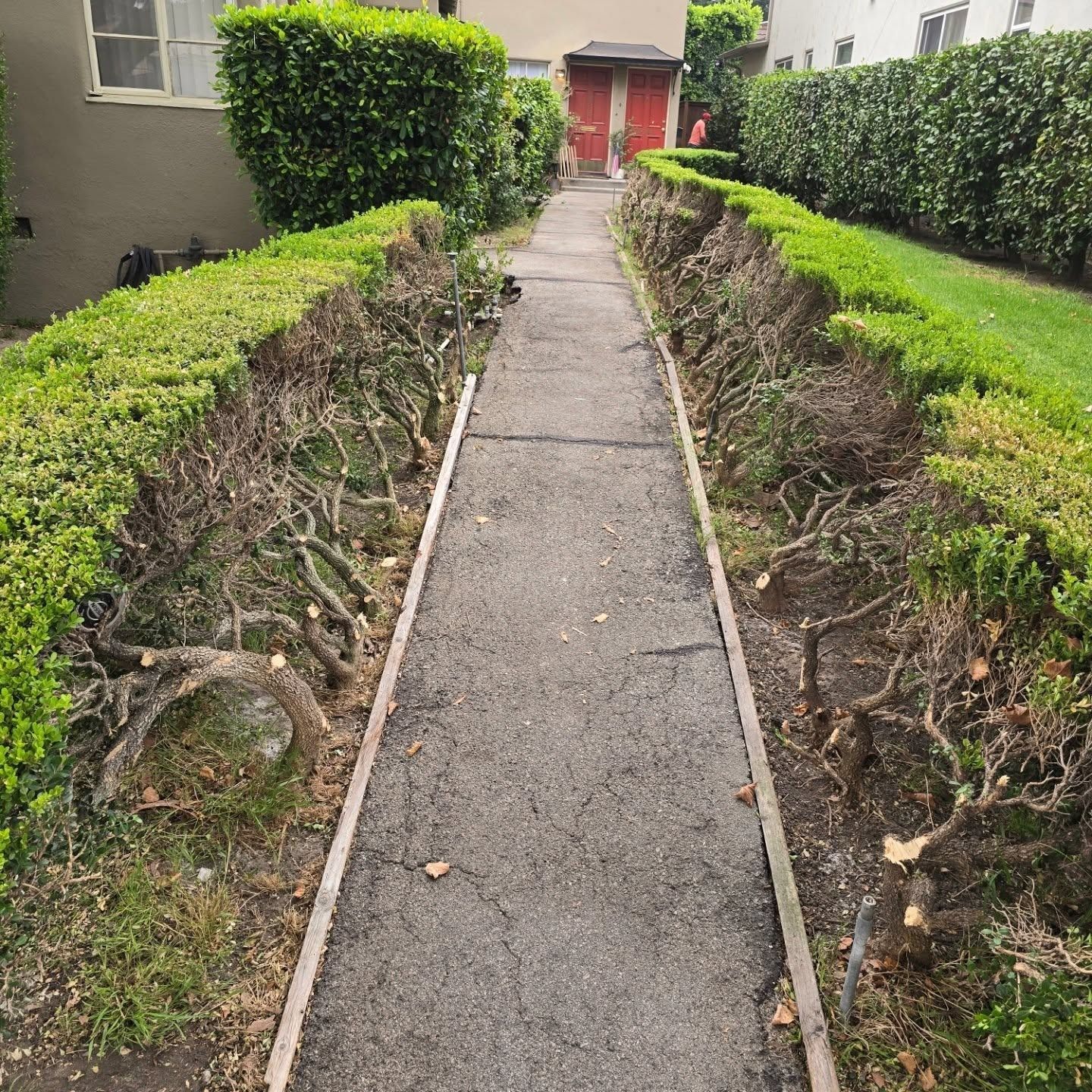 A narrow asphalt path bordered by trimmed hedges leads to a red door; sunny day.