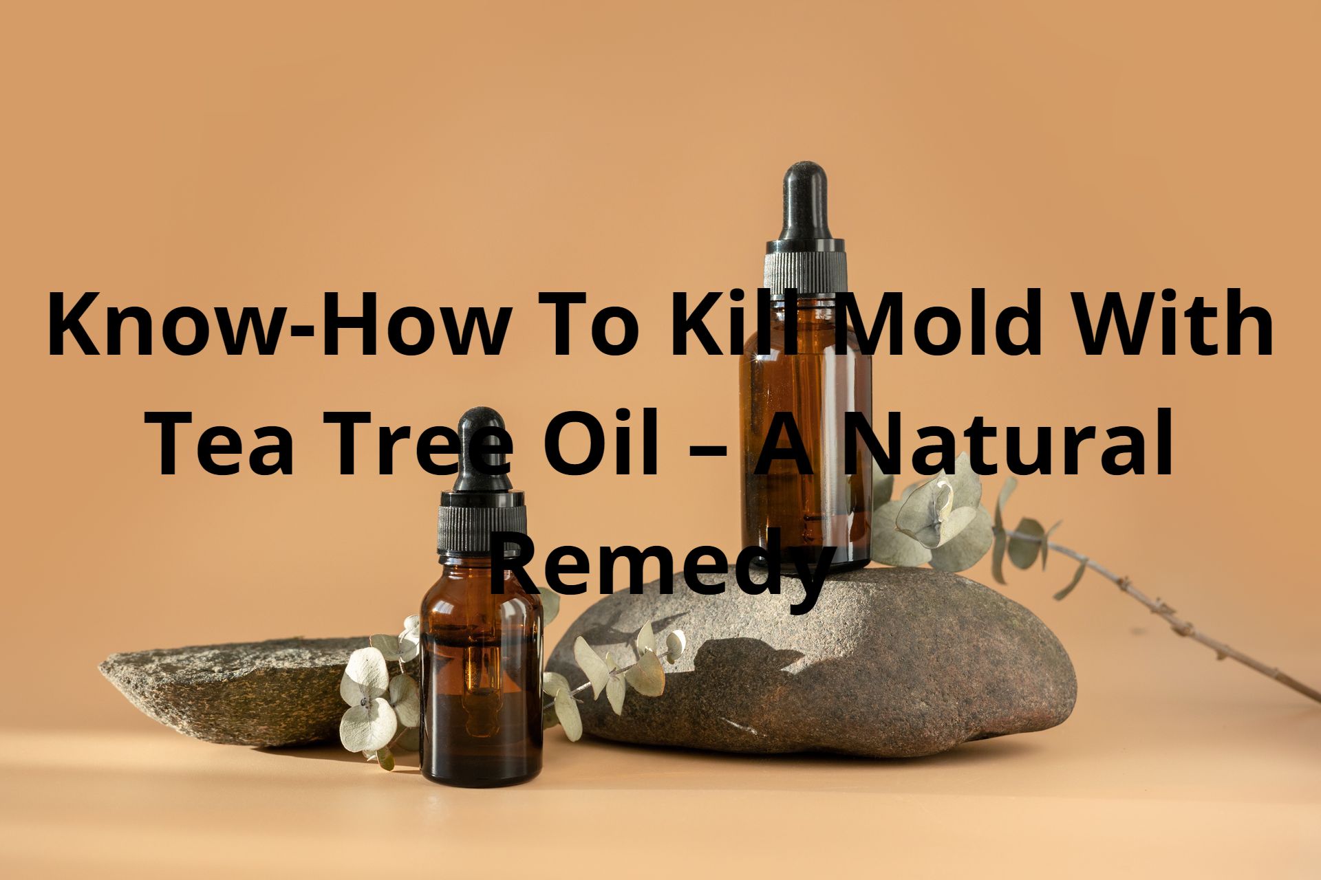 Know-How To Kill Mold With Tea Tree Oil – A Natural Remedy