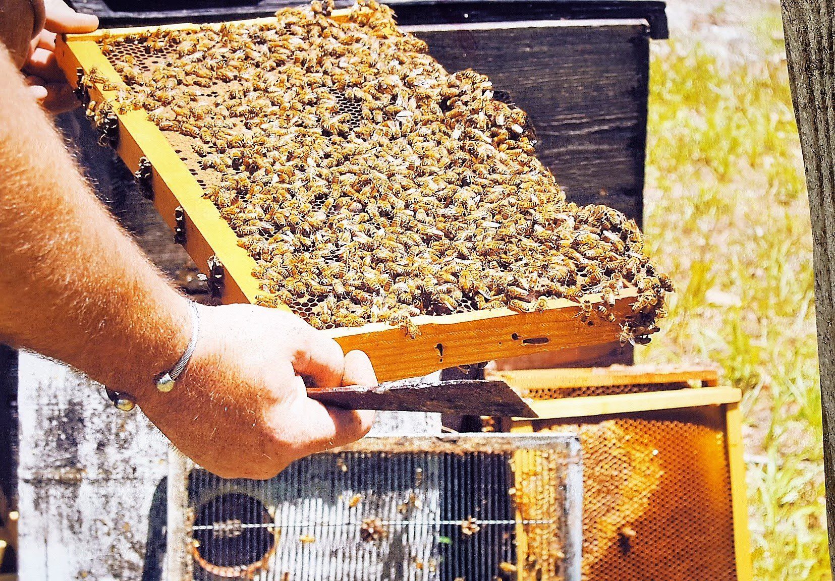 Healthy Tupelo Honey Beehive 