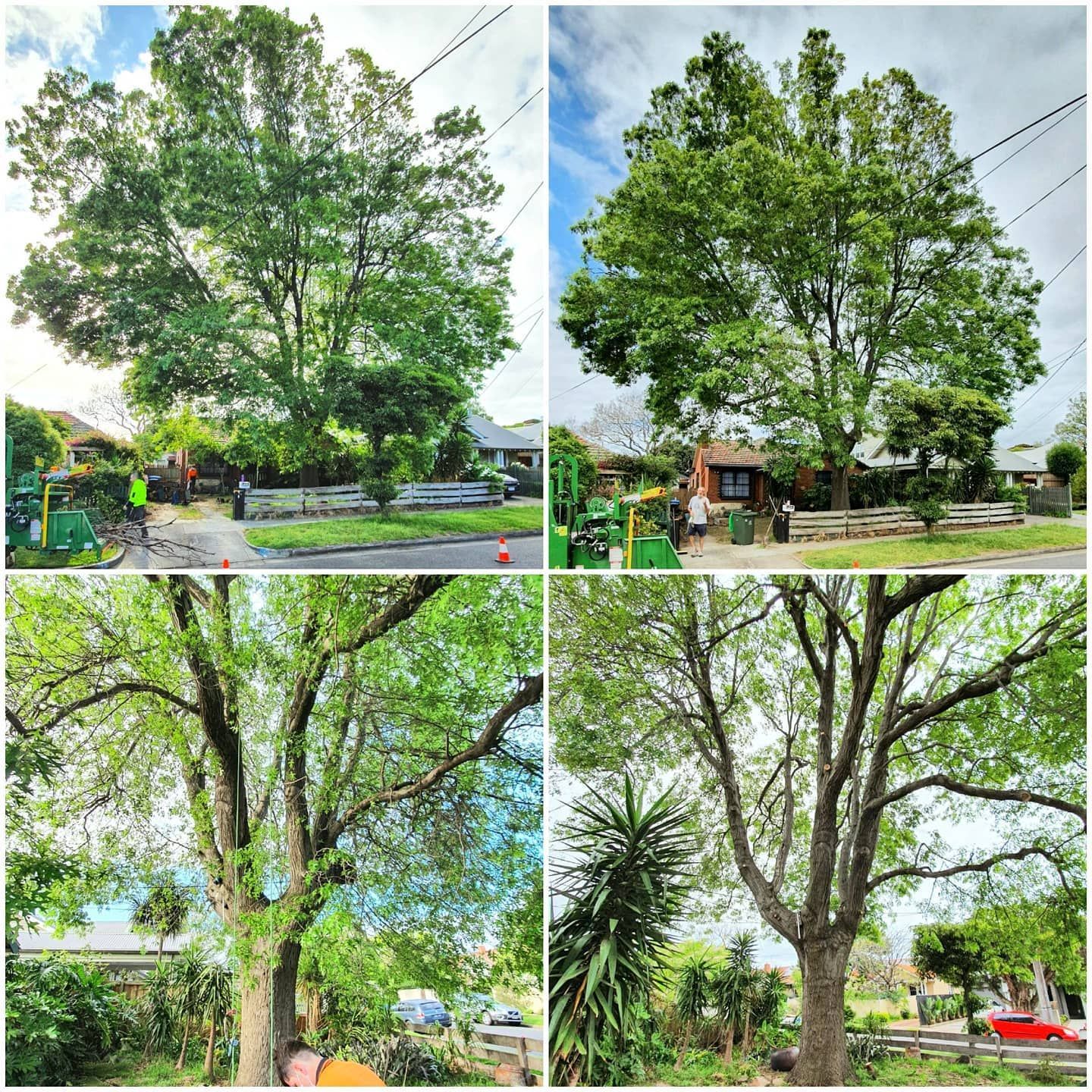 A large Pin Oak Tree — Melbourne, VIC — Precise Tree Services