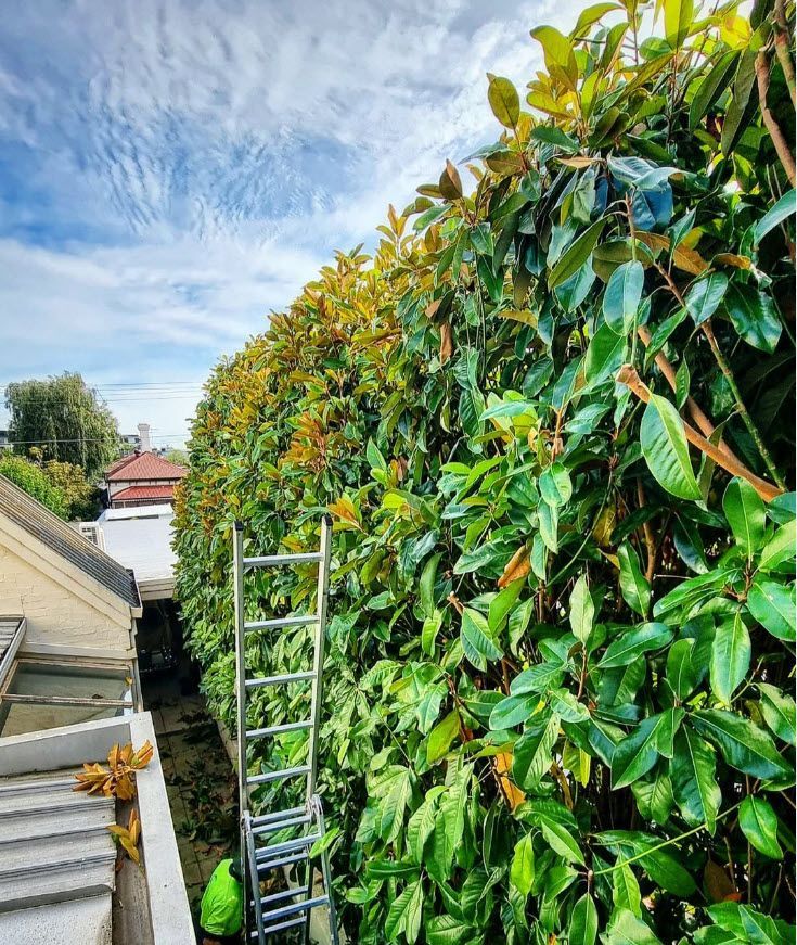 Experts in Formative Pruning — Melbourne, VIC — Precise Tree Services