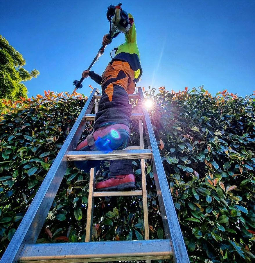 Formative Pruning Service — Melbourne, VIC — Precise Tree Services