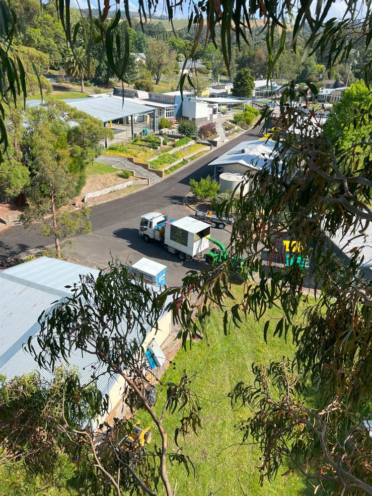 School Tree Removal — Melbourne, VIC — Precise Tree Services