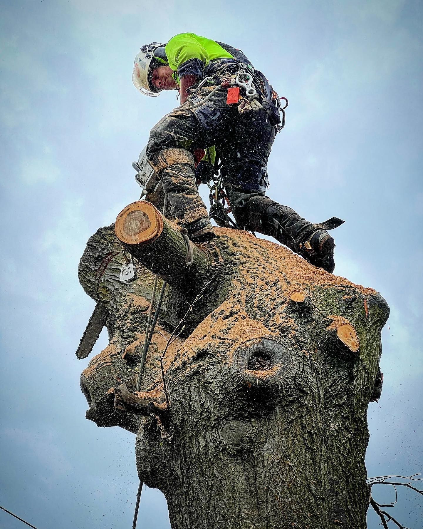 Man at the Top of Tree Using Chainsaw — Melbourne, VIC — Precise Tree Services