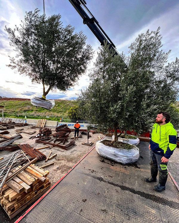 Tree Transplanting — Melbourne, VIC — Precise Tree Services