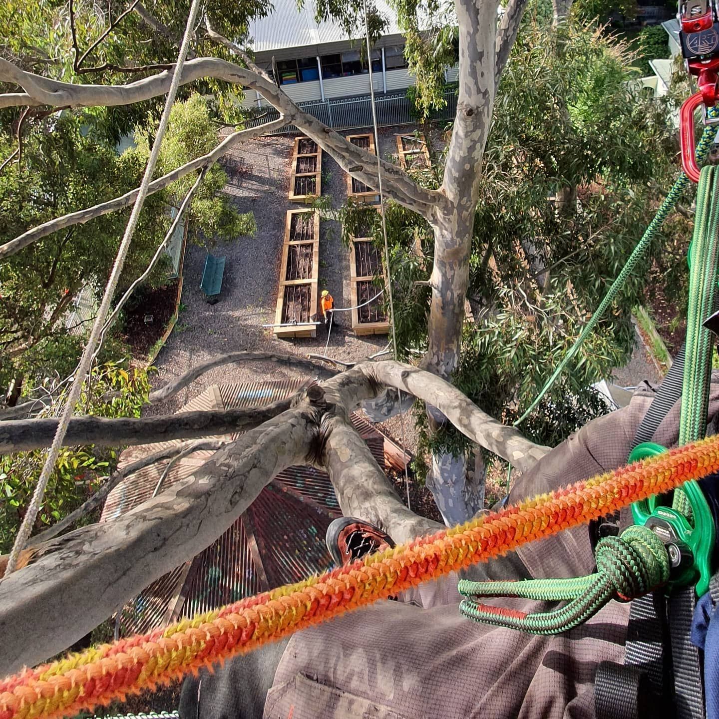 Residential Tree Removal and Caring for Trees — Melbourne, VIC — Precise Tree Services