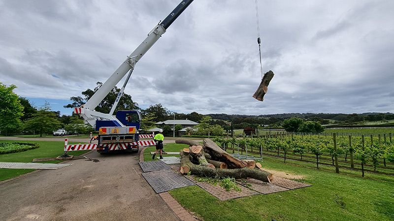 Residential Tree Removal and Caring for Trees — Melbourne, VIC — Precise Tree Services