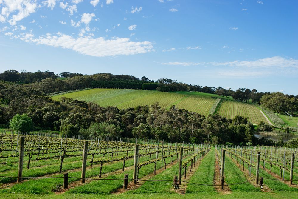 Commercial Tree Removal — Melbourne, VIC — Precise Tree Services