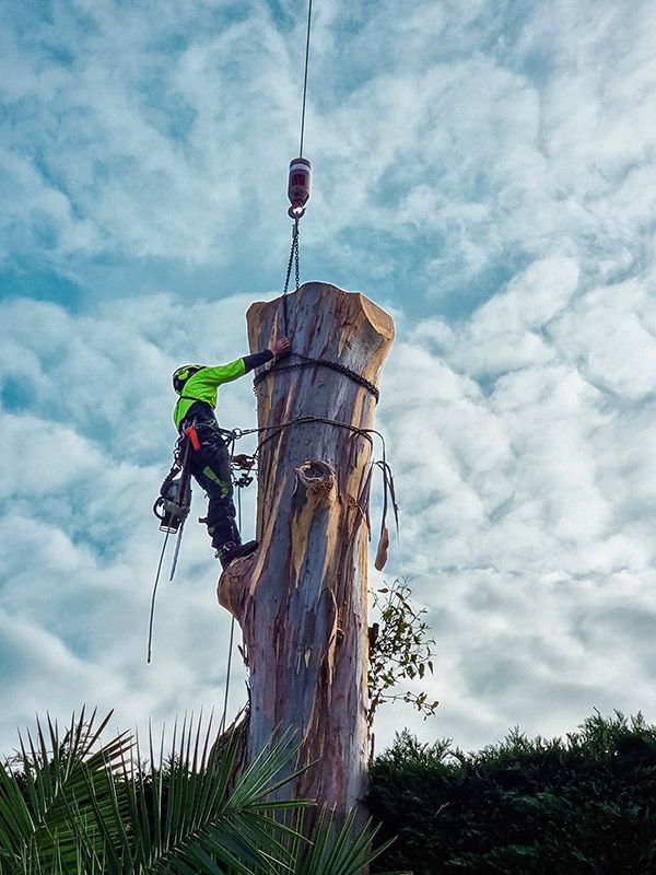 Hazardous Tree Removal — Melbourne, VIC — Precise Tree Services