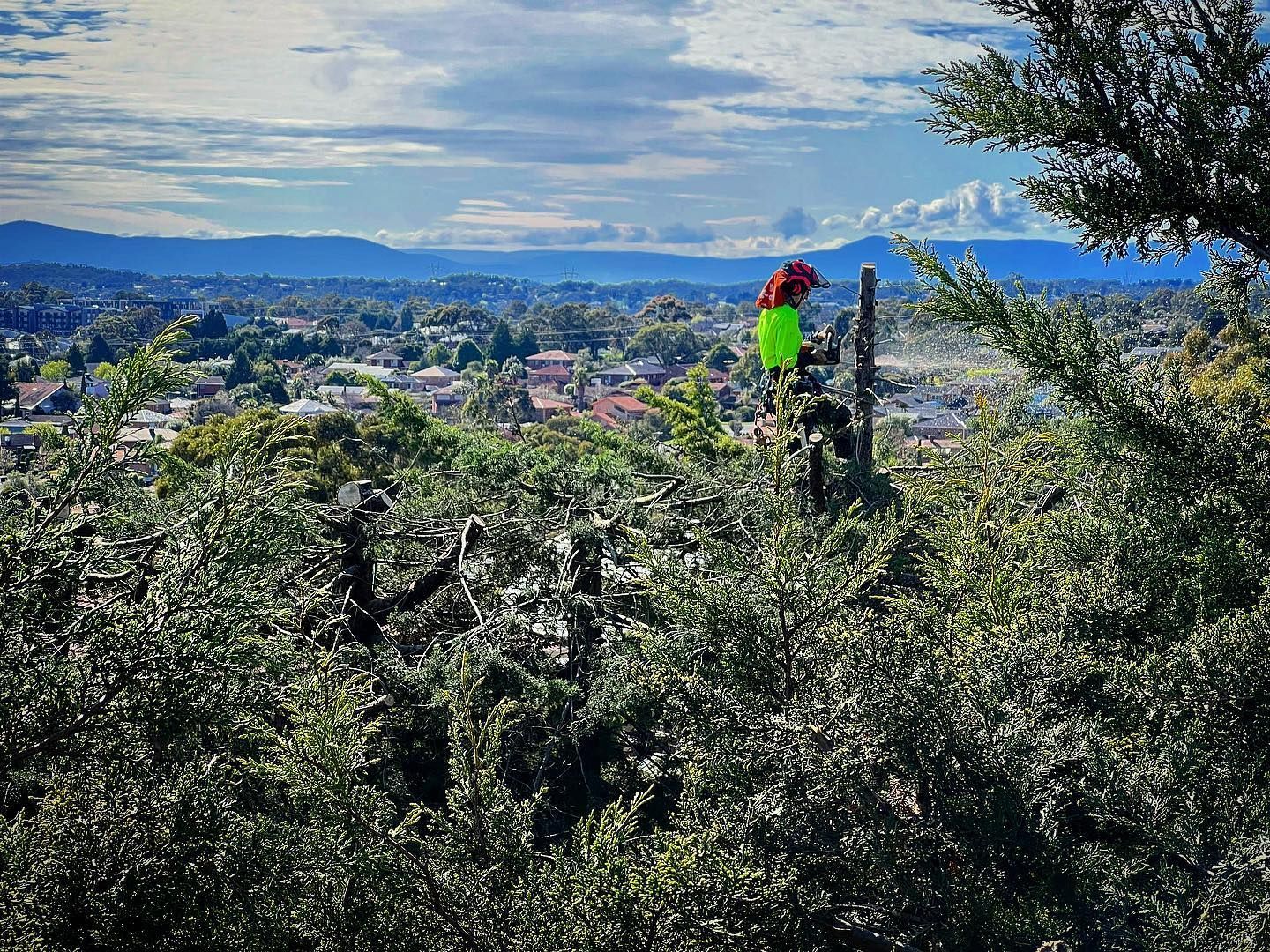 Man on the Top of Tree — Melbourne, VIC — Precise Tree Services