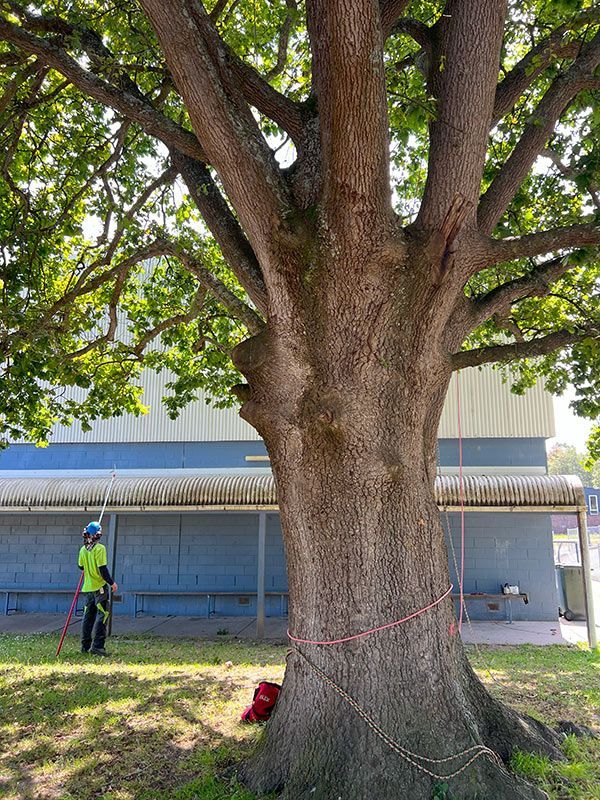 Man Surveying the Commercial Area — Melbourne, VIC — Precise Tree Services