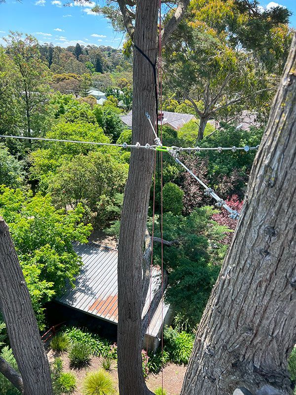 Tree Covered in Braces — Melbourne, VIC — Precise Tree Services