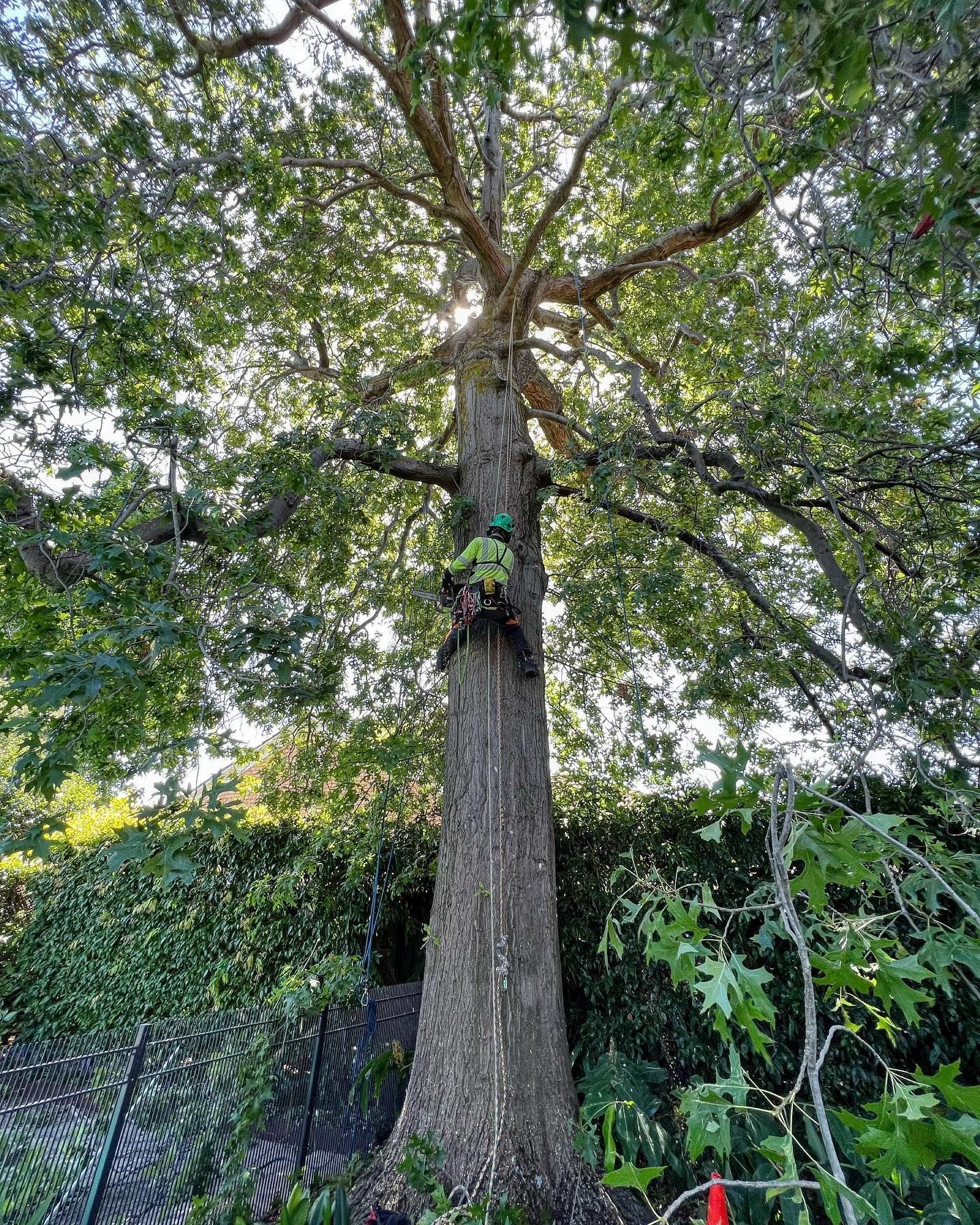 Man Climbing on Tree — Melbourne, VIC — Precise Tree Services