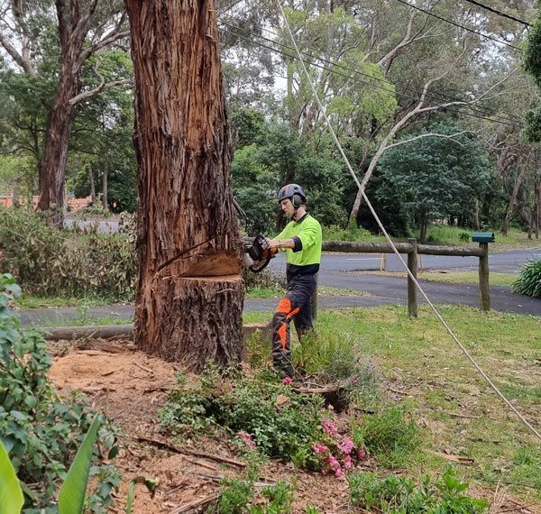 Professional Tree Removal Crew — Melbourne, VIC — Precise Tree Services