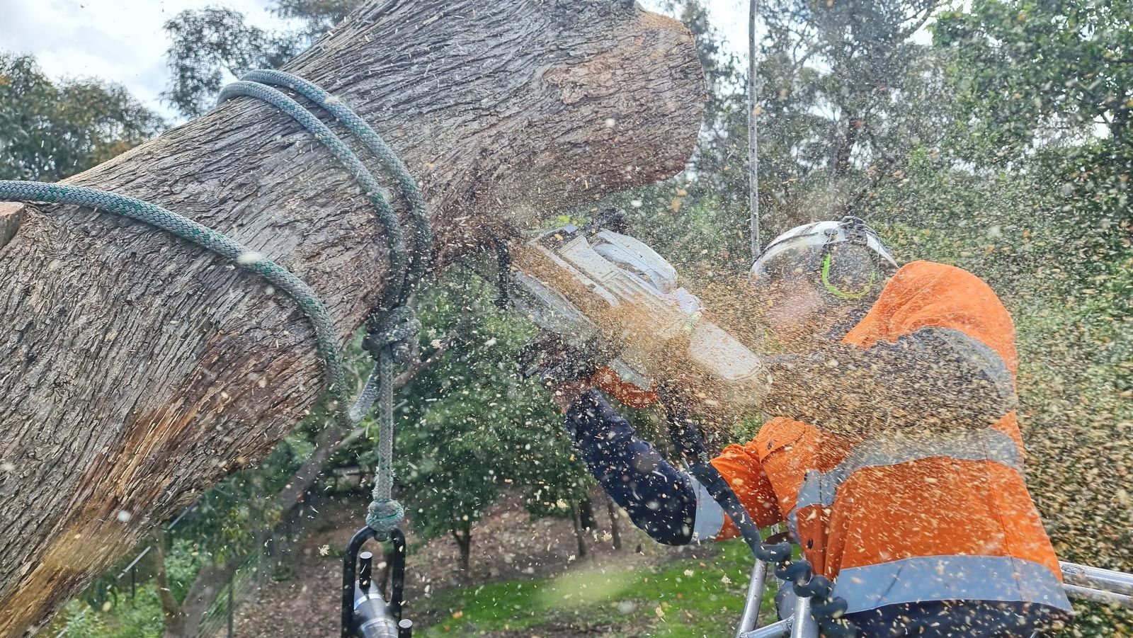 Tree Removal Services — Melbourne, VIC — Precise Tree Services