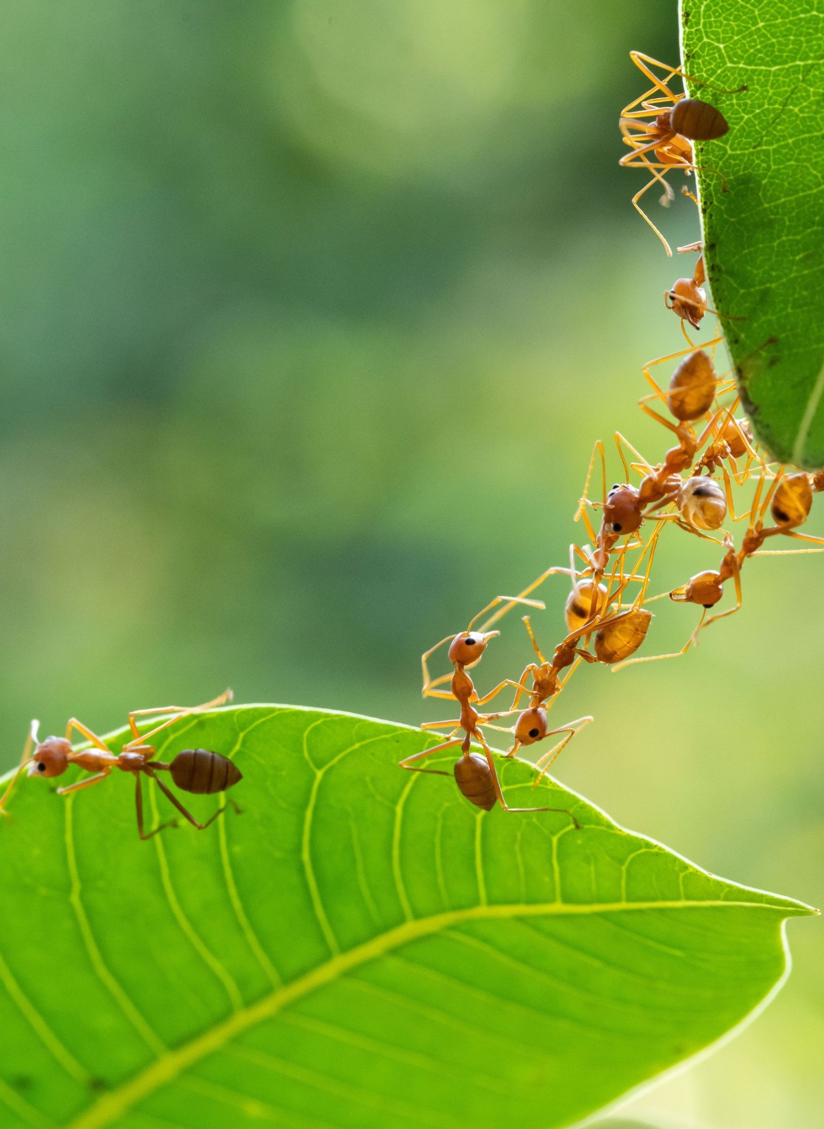 A group of ants are crawling on a green leaf.