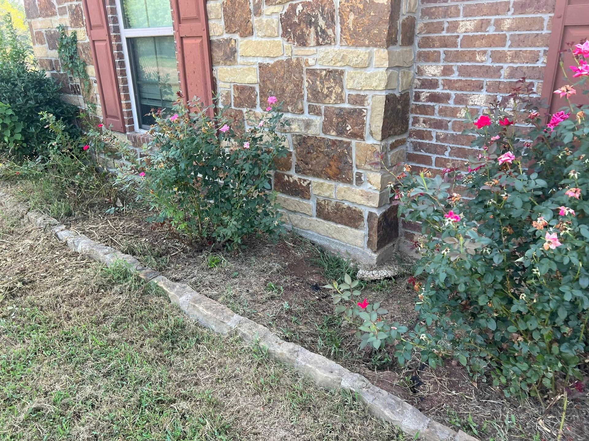 Roses in a flower bed with a stone and brick house exterior and red shutters.