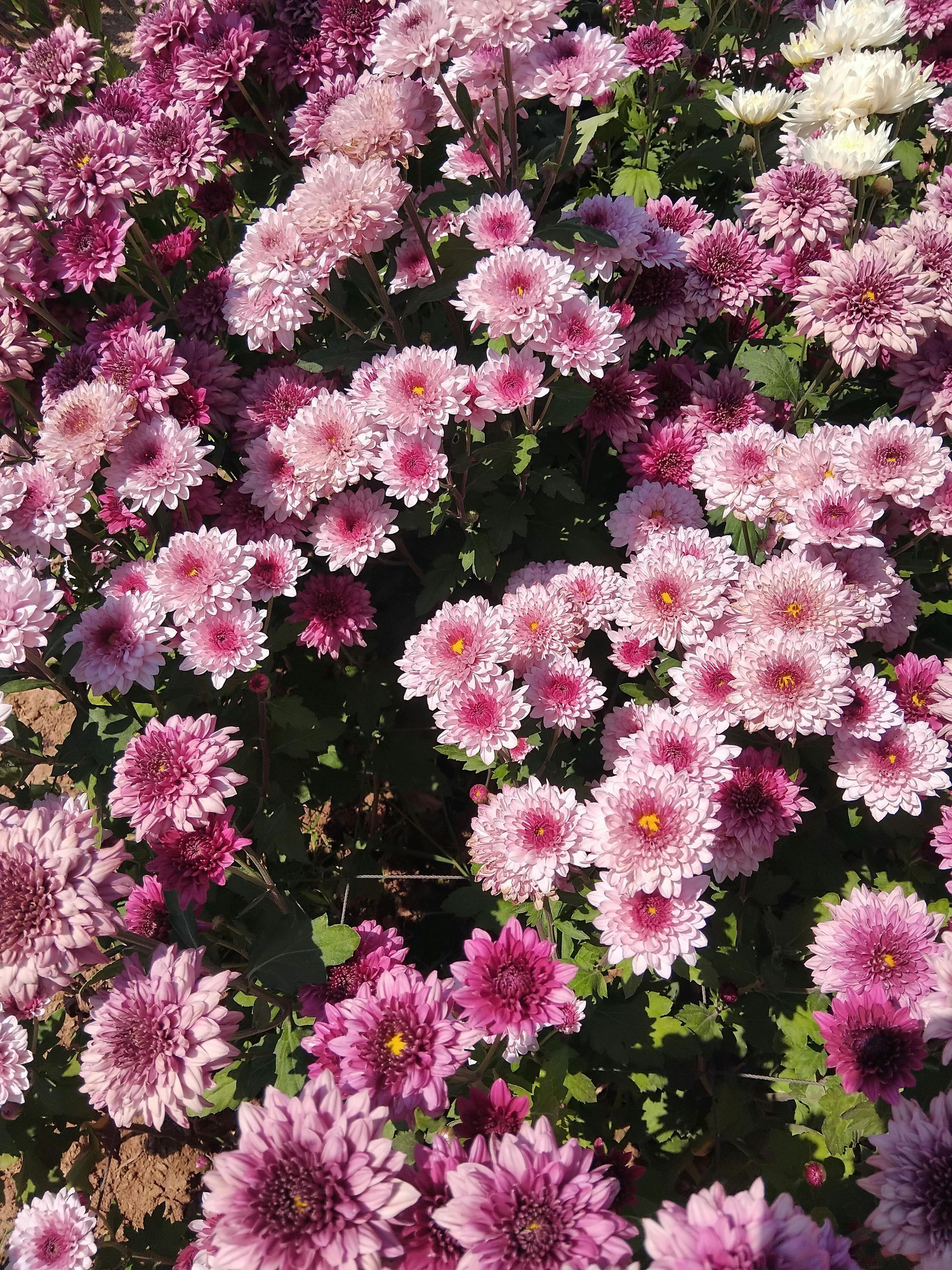 Pink and purple chrysanthemum flowers blooming in a garden.