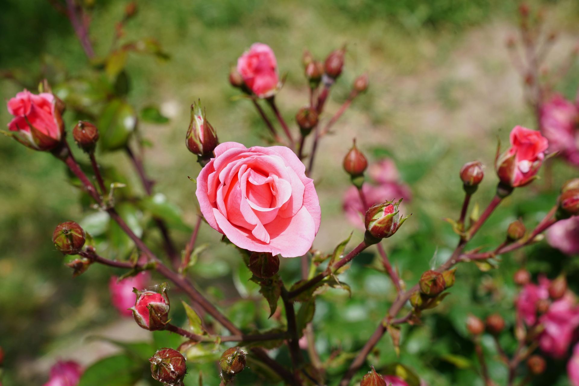 Pink roses blooming on a bush, surrounded by buds, outdoors.