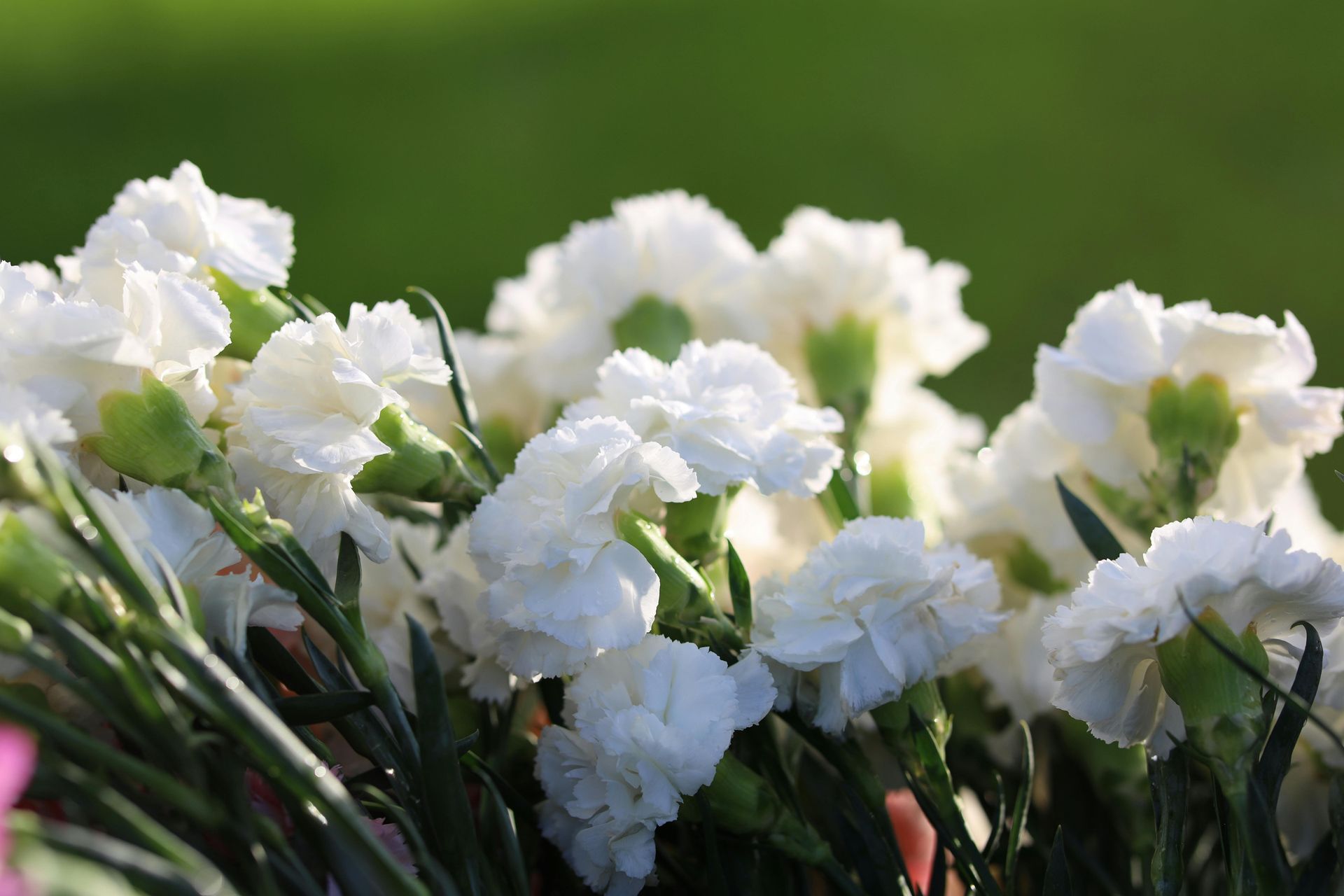 White carnations, close-up, with green stems and buds, against a blurred green background.