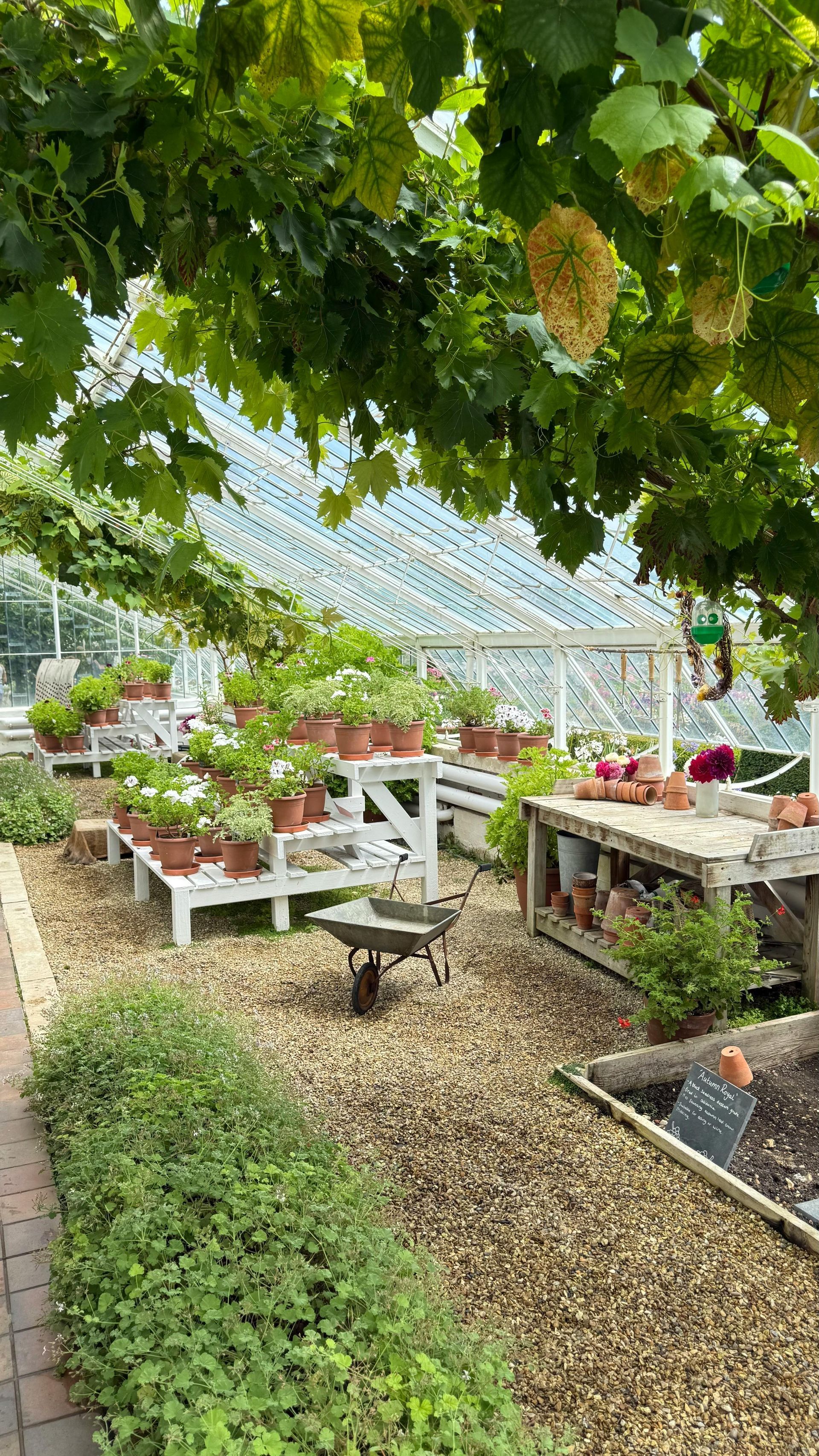 Greenhouse with potted plants on white benches, gravel paths, and a vine-covered ceiling.
