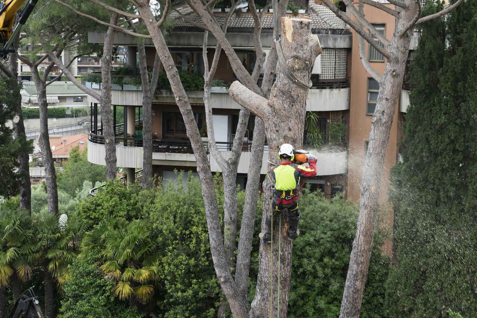 An image of Tree Removal in Lake Arrowhead CA