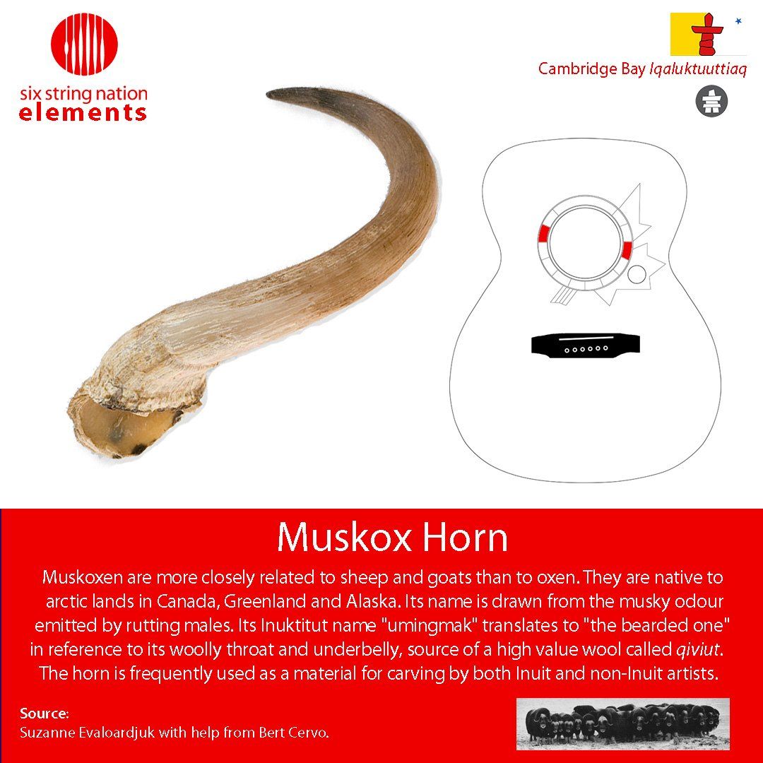 Muskox Horn