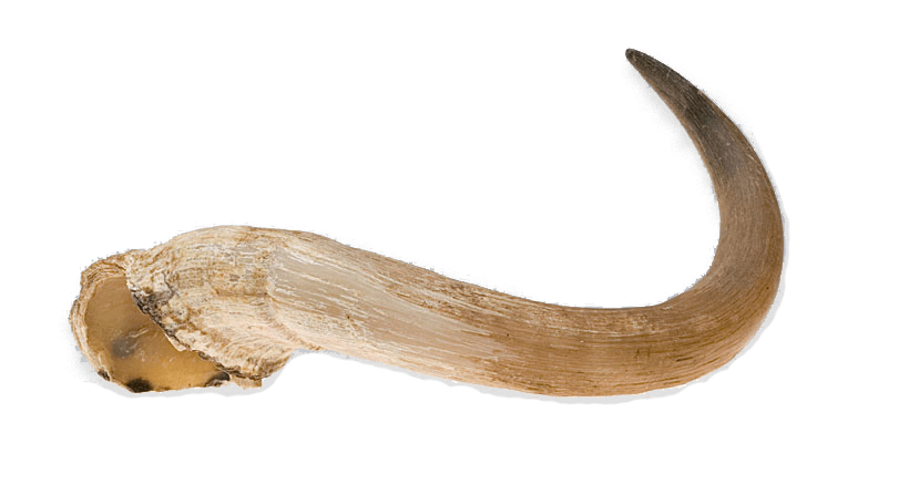 Muskox Horn