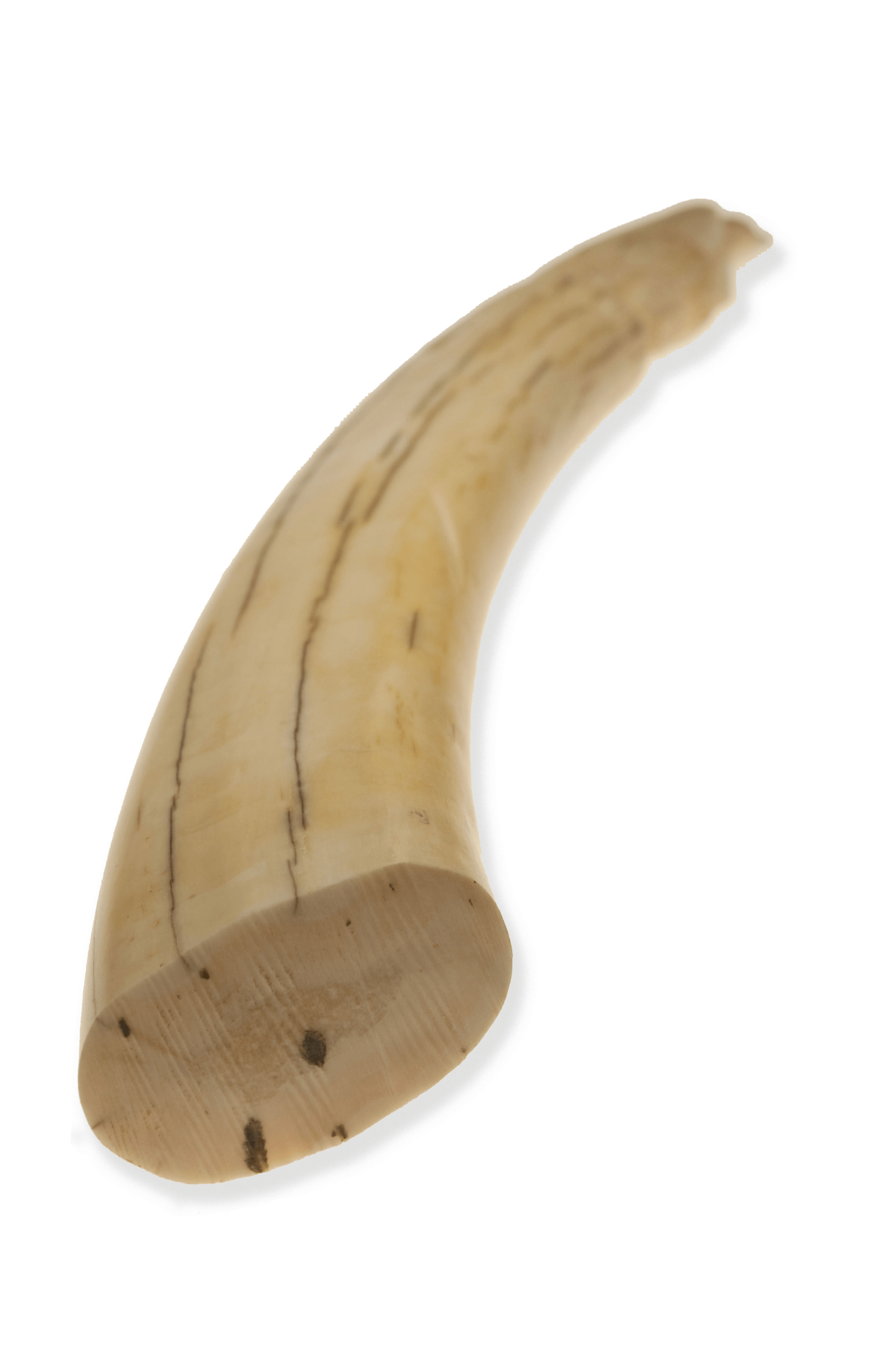 Walrus Tusk