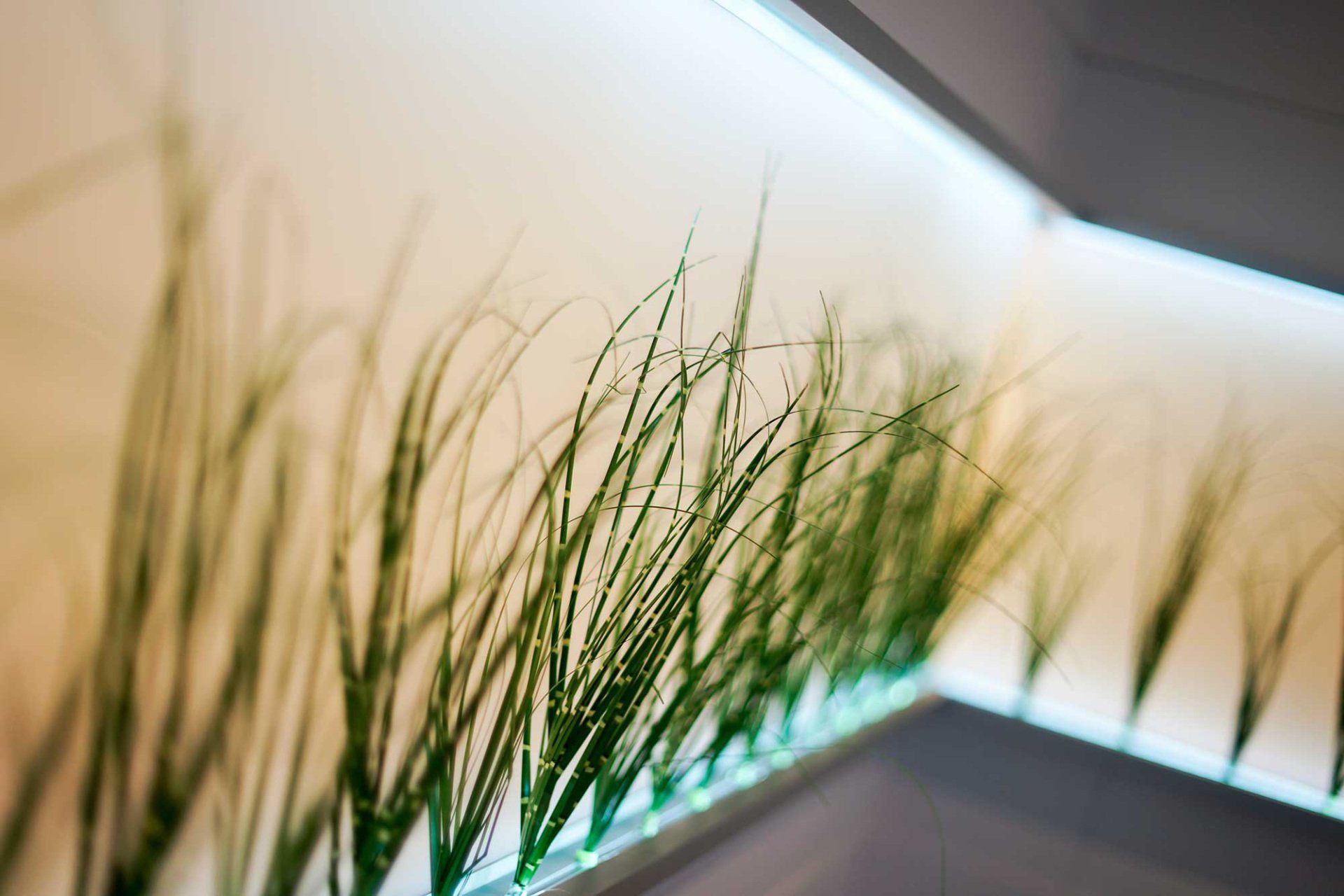 Bilderrahmen Sonderanfertigung Eckrahmen mit Pflanzen und LED-Beleuchtung