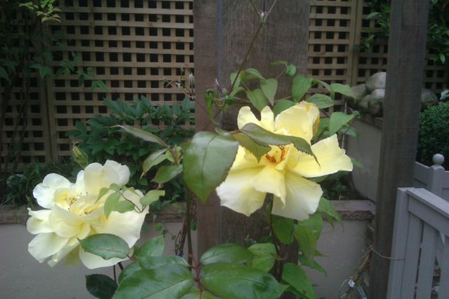 Clapton garden with yellow roses